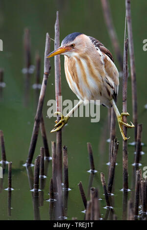 Blongios nain (Ixobrychus minutus), écartant les jambes, c'est Italie Banque D'Images