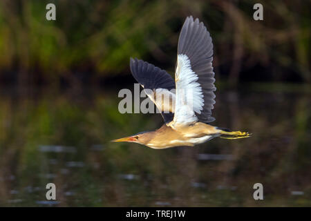 Blongios nain (Ixobrychus minutus), en vol, Italie Banque D'Images