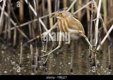 Blongios nain (Ixobrychus minutus), écartant les jambes, c'est Italie Banque D'Images