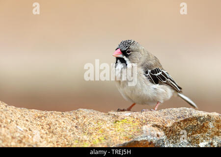 Scaly-tisserand à plumes, Scaly-Finch à plumes (Sporopipes squamifrons), est assis sur une pierre, Afrique du Sud, Eastern Cape, Mountain Zebra National Park Banque D'Images