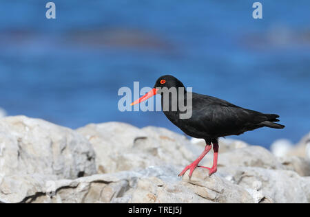 Huîtrier africain (Haematopus moquini), se dresse sur un rocher sur le rivage, Afrique du Sud, Western Cape, Cape of Good Hope National Park Banque D'Images