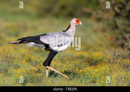 Oiseau secrétaire, Sagittaire (Sagittarius serpentarius serpentarius), sur l'alimentation dans la savane, Afrique du Sud, Eastern Cape, Addo Elephant National Park Banque D'Images
