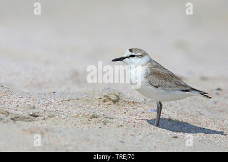 Sable rieuses Plover (Charadrius marginatus), sur la plage, Afrique du Sud, Struisbaai Banque D'Images