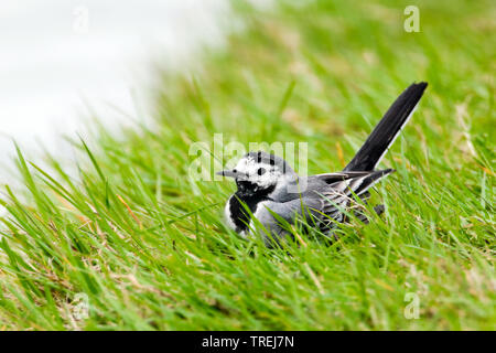 Bergeronnette grise bergeronnette printanière, Motacilla (alba), Sitting on grass, Italie, Toscane Banque D'Images