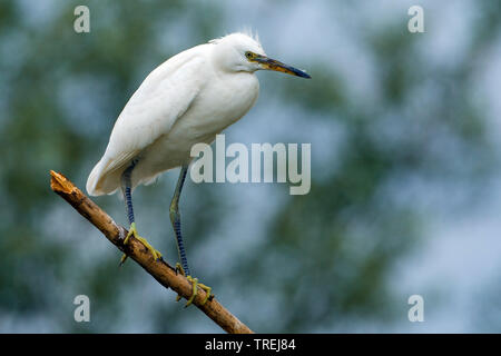 Aigrette garzette (Egretta garzetta), assis sur une branche, l'Italie, Toscane Banque D'Images