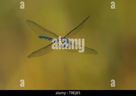 Peu de migrants, AESHNA Aeshna mixta (Hawker), homme en vol, Italie Banque D'Images