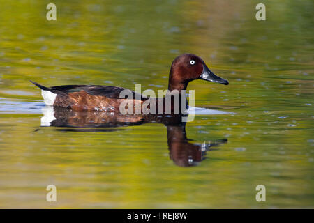 Fuligule nyroca (Aythya nyroca), natation, Italie, Florence Banque D'Images