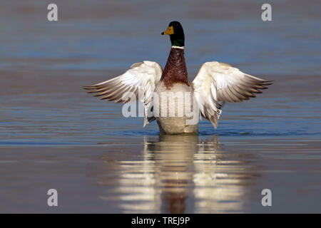 Le Canard colvert (Anas platyrhynchos), ailes, Italie Banque D'Images