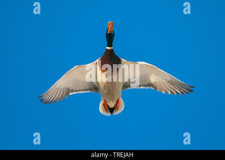 Le Canard colvert (Anas platyrhynchos), Drake en vol dans le ciel bleu, vue de dessous, l'ALLEMAGNE, Basse-Saxe Banque D'Images