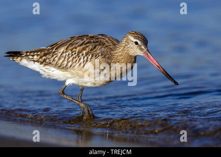 Barge à queue bar (Limosa lapponica), au bord de l'eau, Italie, Livourne Banque D'Images