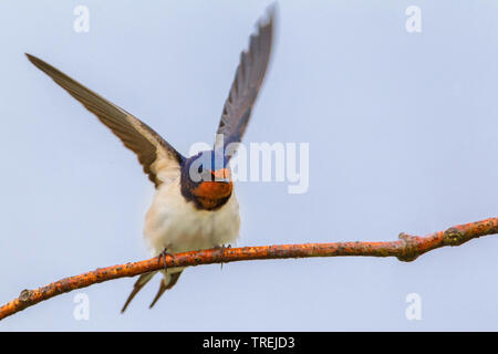 L'hirondelle rustique (Hirundo rustica), des terres sur une branche, Italie Banque D'Images