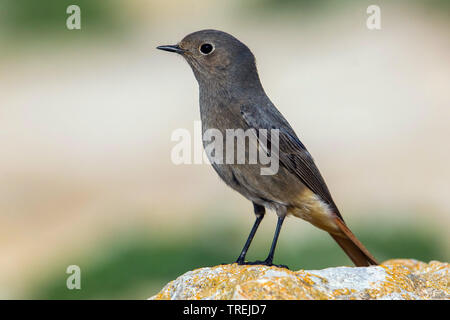 Rougequeue noir (Phoenicurus ochruros), sur un rocher, Italie Banque D'Images