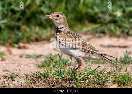 Calandre (Melanocorypha calandra), sur le terrain, Turquie Banque D'Images