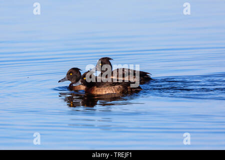 Fuligule morillon (Aythya fuligula), trois femelles de plumage d'éclipse, l'Allemagne, la Bavière, le lac de Chiemsee Banque D'Images