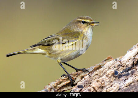 « Récent (Phylloscopus collybita), est assis sur une branche, Italie Banque D'Images