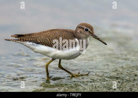 Chevalier grivelé commun (Tringa albifrons, Tringa solitaria), à terre, Italie Banque D'Images