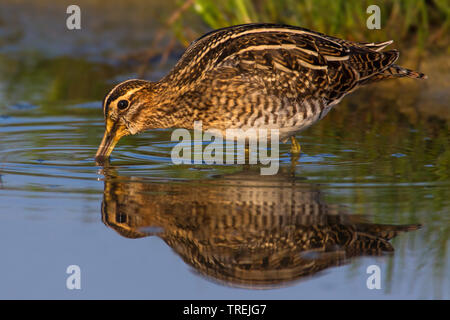 La bécassine des marais (Gallinago gallinago), l'alimentation en eau peu profonde, vue latérale, Italie Banque D'Images