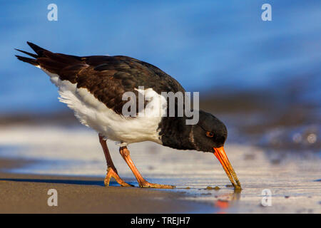 Palaearctic huîtrier pie (Haematopus ostralegus), sur l'alimentation sur la plage, Italie Banque D'Images