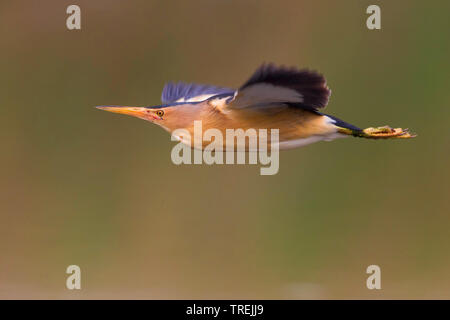 Blongios nain (Ixobrychus minutus), en vol, Italie Banque D'Images