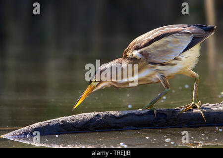 Blongios nain (Ixobrychus minutus), l'alimentation à l'eau, vue latérale, Italie Banque D'Images