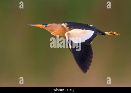 Blongios nain (Ixobrychus minutus), en vol, Italie Banque D'Images