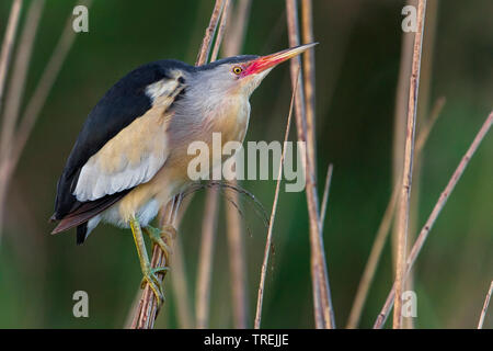 Blongios nain (Ixobrychus minutus), sur reed, Italie Banque D'Images