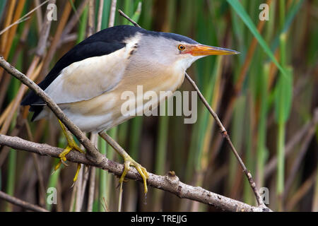 Blongios nain (Ixobrychus minutus), perché sur une branche, Italie Banque D'Images