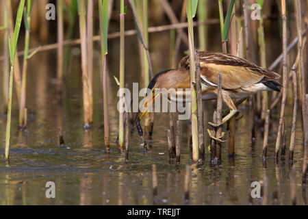 Blongios nain (Ixobrychus minutus), avec les proies dans son projet de loi, de l'Italie Banque D'Images