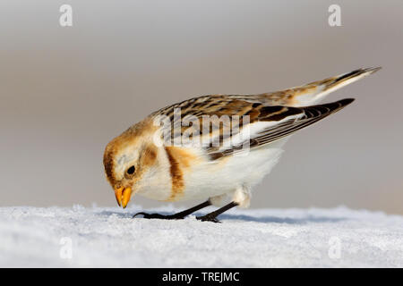 Bruant des neiges (Plectrophenax nivalis), femme dans la neige, Italie Banque D'Images