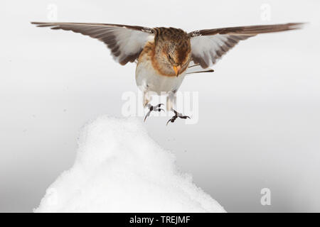 Bruant des neiges (Plectrophenax nivalis), femme l'atterrissage dans la neige, Italie Banque D'Images