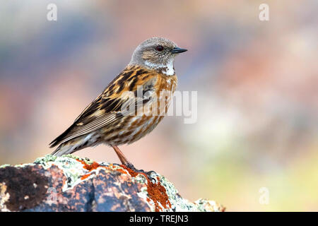 Himalayan accentor (Prunella himalayana), sur un rocher, le Kazakhstan, l'Alatau Ile National Park Banque D'Images