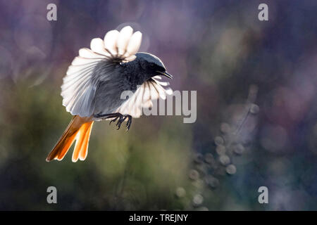 Gibraltar (Phoenicurus ochruros Rougequeue noir, Phoenicurus gibraltariensis gibraltariensis), homme en vol, Italie Banque D'Images