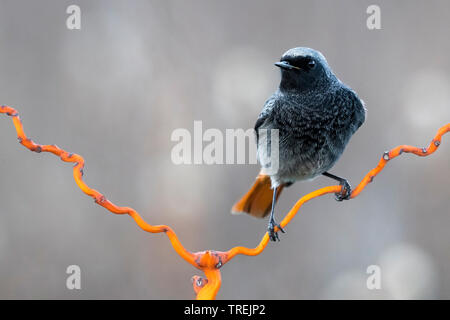 Gibraltar (Phoenicurus ochruros Rougequeue noir, Phoenicurus gibraltariensis gibraltariensis), homme assis sur une branche, Italie Banque D'Images