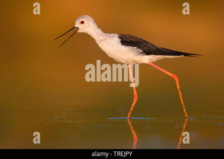 Black-winged Stilt (Himantopus himantopus), pataugeant dans l'eau peu profonde, Italie Banque D'Images