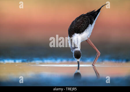 Black-winged Stilt (Himantopus himantopus), immatures à la recherche de nourriture dans les eaux peu profondes, Italie Banque D'Images