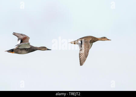 Le canard chipeau (Anas strepera strepera), Mareca, paire en vol, Allemagne Banque D'Images