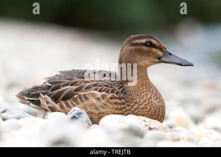 Sarcelle d'été (Anas querquedula, spatule querquedula) mâle en plumage éclipse étendu sur le gravier, Autriche Banque D'Images