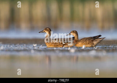 Sarcelle d'été (Anas querquedula), deux femelles natation sur un lac, la Russie, Tcheliabinsk Banque D'Images