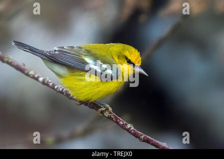 Paruline à ailes bleues (Vermivora cyanoptera), sur une branche, Açores, Corvo Banque D'Images