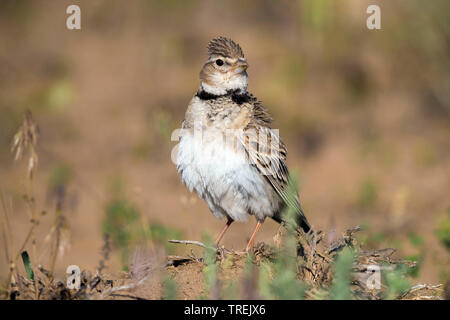 La calandre (Melanocorypha calandra, psammochroa psammochroa Melanocorypha), perché sur le terrain, le Kazakhstan, Almaty Banque D'Images