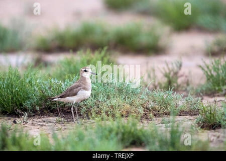 Caspian Plover (Charadrius asiaticus), sur l'herbe, le Kazakhstan, Almaty Banque D'Images