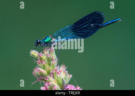 Blackwings bagués, bagués agrion, bagués (Calopteryx splendens, demoiselle Agrion splendens), à l'inflorescence, Italie Banque D'Images