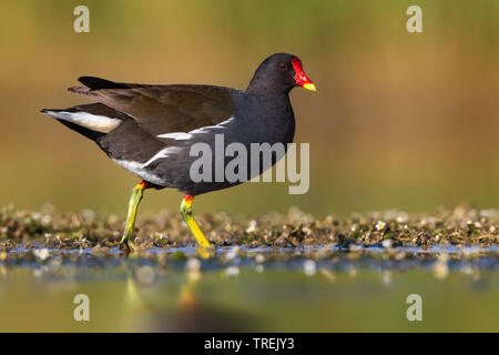 Gallinule poule-d'eau (Gallinula chloropus), marcher dans l'eau peu profonde, Italie Banque D'Images