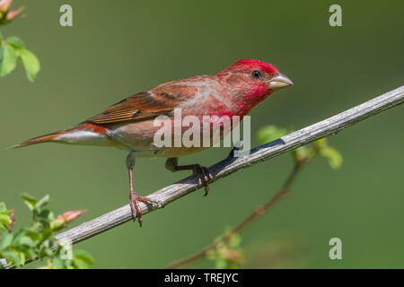 Common rosefinch (Carpodacus erythrinus ferghanensis, Carpodacus ferghanensis), homme percher sur une pousse, vue de côté, le Kazakhstan, Almaty, Parc National Ili-Alatau Banque D'Images