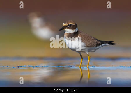 Ringed Plover (Charadrius hiaticula), immature, Italie, Livourne Banque D'Images