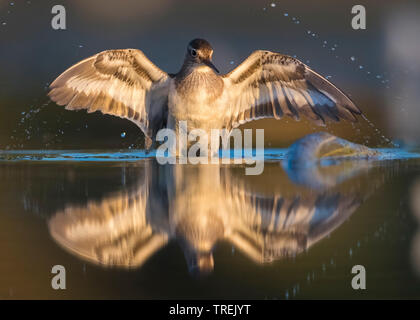 Chevalier grivelé commun (Tringa albifrons, Tringa solitaria), debout dans l'eau peu profonde et le battement des ailes, Italie Banque D'Images