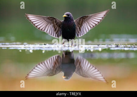 Étourneau sansonnet (Sturnus vulgaris), debout dans l'eau peu profonde avec les ailes étendues, Italie Banque D'Images