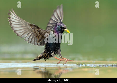 Étourneau sansonnet (Sturnus vulgaris), l'approche pour l'atterrissage dans l'eau peu profonde, Italie Banque D'Images