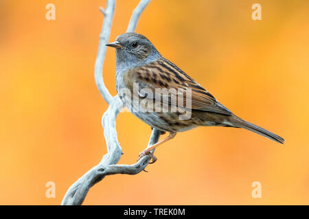 Nid (Prunella modularis), sur une branche, l'Italie, Florence Banque D'Images