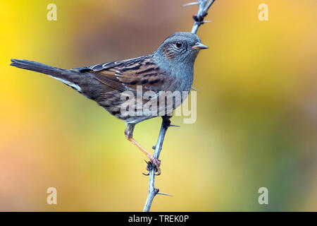 Nid (Prunella modularis), sur une branche, Italie Banque D'Images